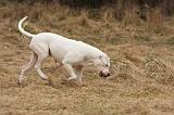 DOGUE ARGENTIN 223